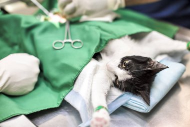 Kedi ameliyat masasında ve veteriner ameliyatında.