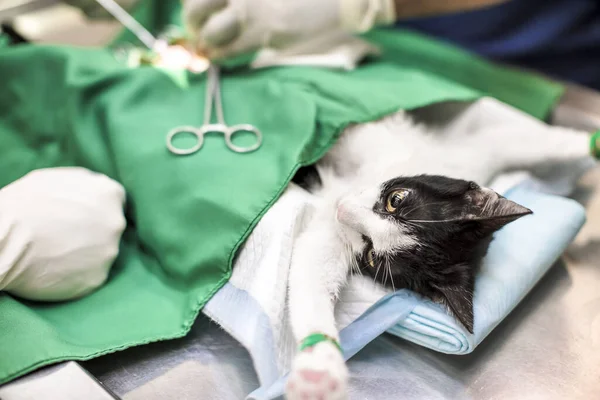 cat on the operating table and  veterinary surgery