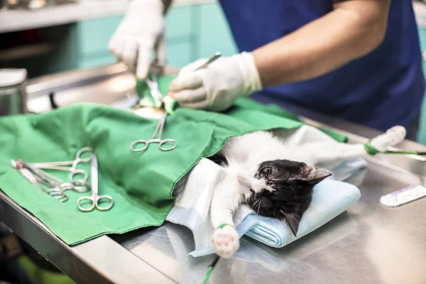 Кіт Операційному Столі Ветеринарна Хірургія — стокове фото