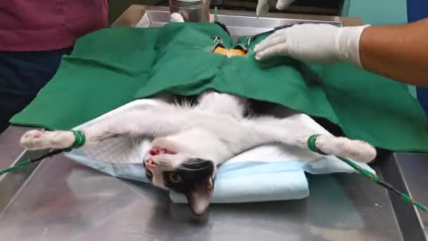 猫在手术台上和兽医手术 — 图库视频影像