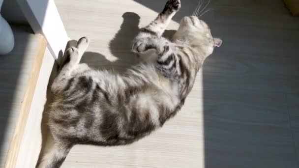 Американская Короткошерстная Кошка Облизывает Лапу Лежа Земле — стоковое видео