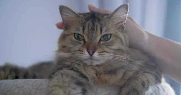 Homem Mão Acariciando Gato — Vídeo de Stock