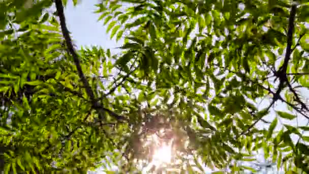 Procházky Lesem Stromy Příroda Zelené Dřevo Slunečním Světlem — Stock video