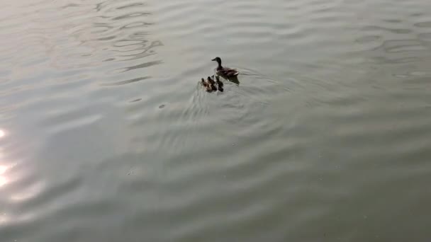 ガチョウの家族が湖で泳いでいて — ストック動画