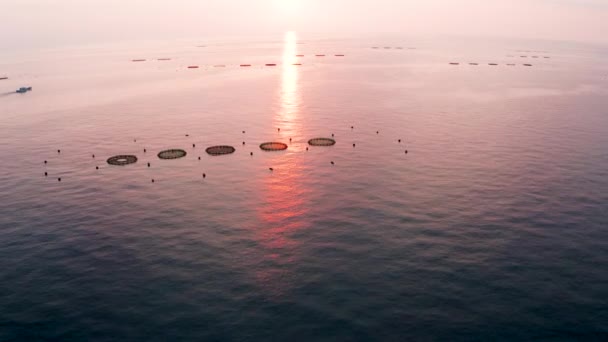 Luftaufnahme Der Fischfarm Auf Dem Meer Bei Sonnenuntergang — Stockvideo