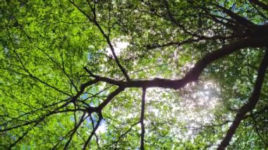 Orman ağaçları. doğa yeşil ahşap ve güneş ışığı arka planı