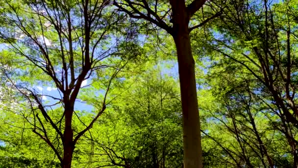 Bosbomen Natuur Groen Hout Achtergrond — Stockvideo