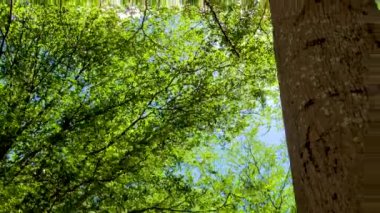 Orman ağaçları. doğa yeşil ahşap ve güneş ışığı arka planı