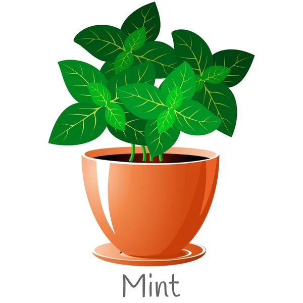 Mint Herb Flower Pot Grow Herbs Cooking Ourselves Isolated White — Stock Vector