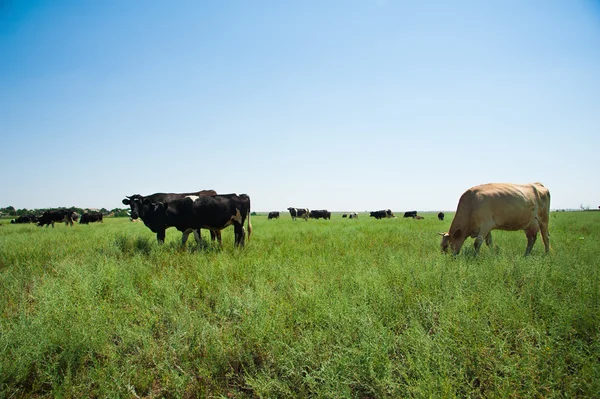 Herd of cows grazing — Stock Photo, Image