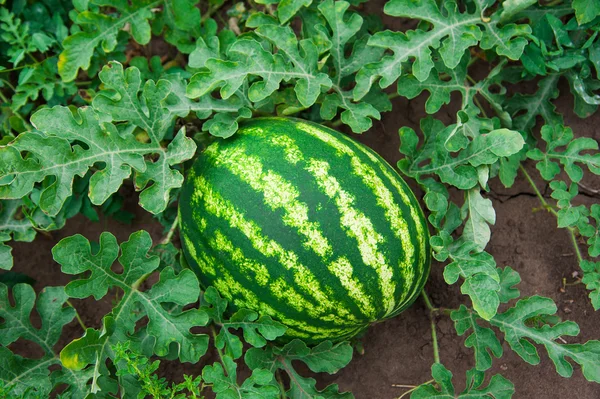 Watermelon on the field — Stock Photo, Image