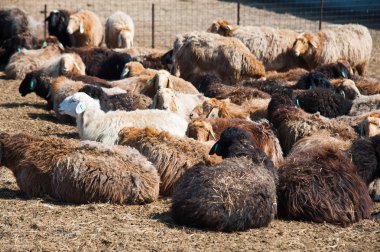 Çiftlikteki koyunlar