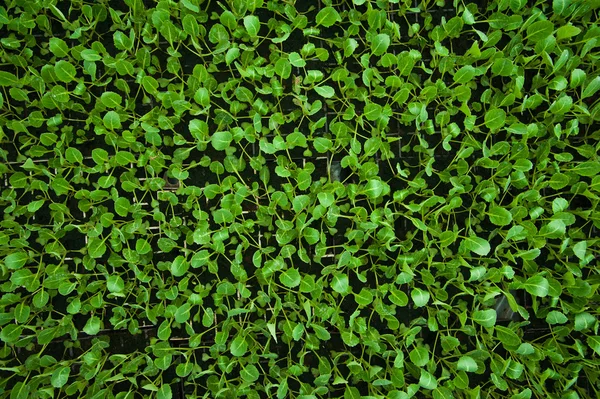 Young plants in greenhouse — Stock Photo, Image