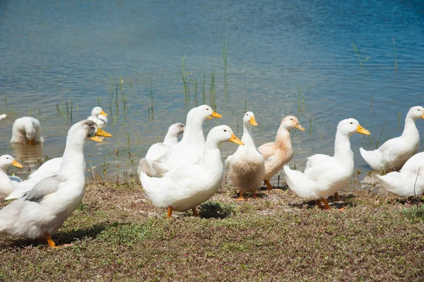 Domestic ducks on a pond — Stock Photo, Image