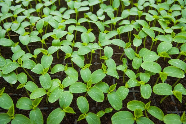 Young plants in greenhouse — Stock Photo, Image