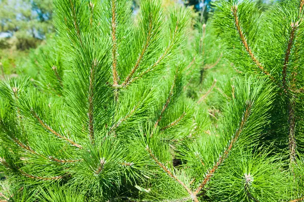 Genç orman büyümek