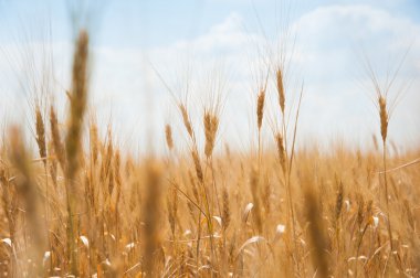 altın buğday alanı