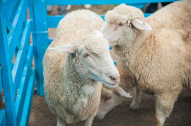 Çiftlikteki koyunlar