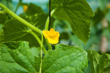 Salatalıklar serada olgunlaşır.