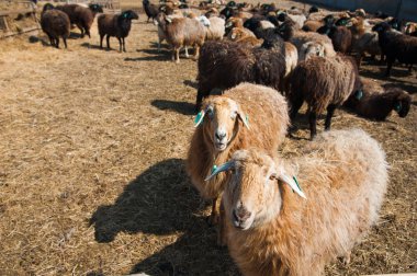 Çiftlikteki koyunlar
