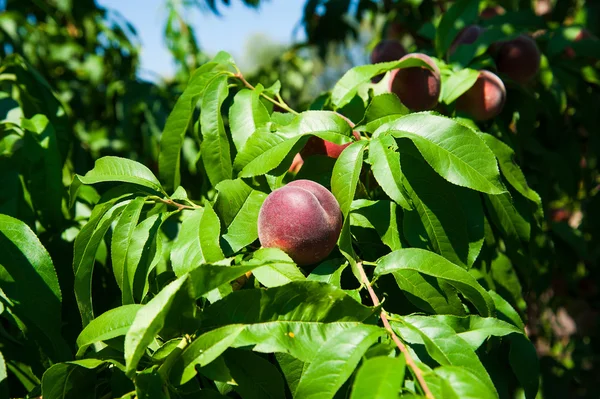 Bahçedeki şeftali ağacı