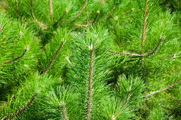 Young forest grow — Stock Photo, Image