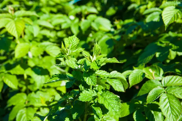 A green bush raspberry — Stock Photo, Image