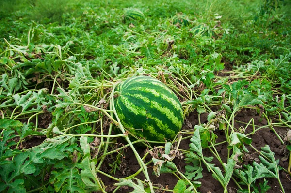 Melancia no campo — Fotografia de Stock