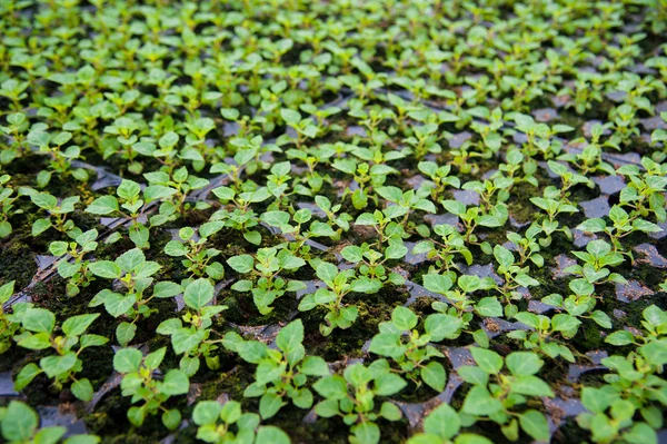 Plantas jóvenes en invernadero — Foto de Stock