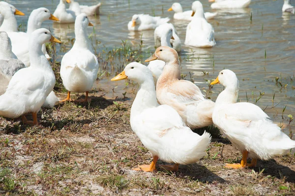 Domestic ducks on a pond — Stock Photo, Image