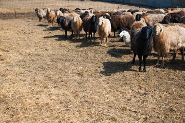 Çiftlikteki koyunlar
