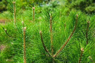 Genç orman büyümek