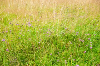 Yaban çiçekleriyle dolu yaz çayırı