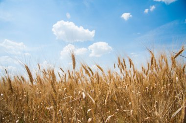 altın buğday alanı