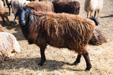 Çiftlikteki koyunlar