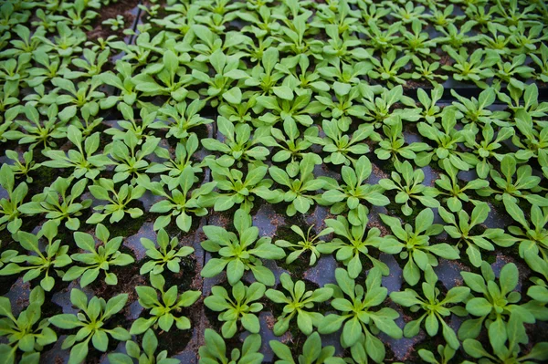 Jonge planten in kas — Stockfoto