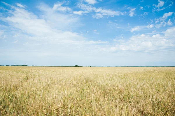 Campo de trigo duro — Fotografia de Stock