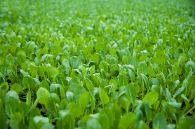 Sera, genç bitkilerde yakın çekim