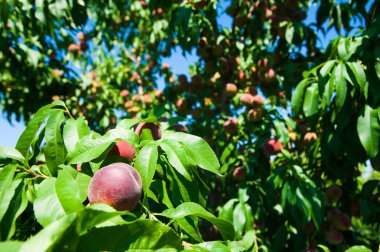 Bahçedeki şeftali ağacı