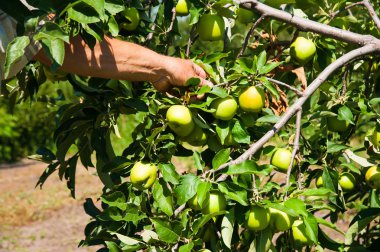 elma ağacı içinde bir meyve bahçesi