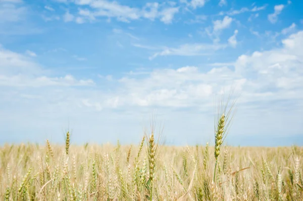 Gouden tarweveld — Stockfoto