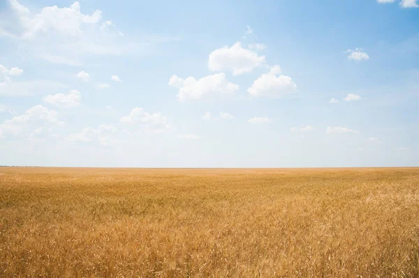 altın buğday alanı