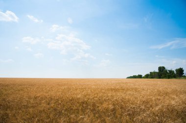 Altın buğday tarlası ve mavi gökyüzü