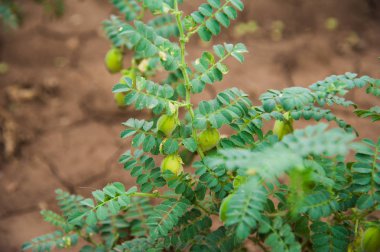 Yeşil bezelye tarlada büyüyor.