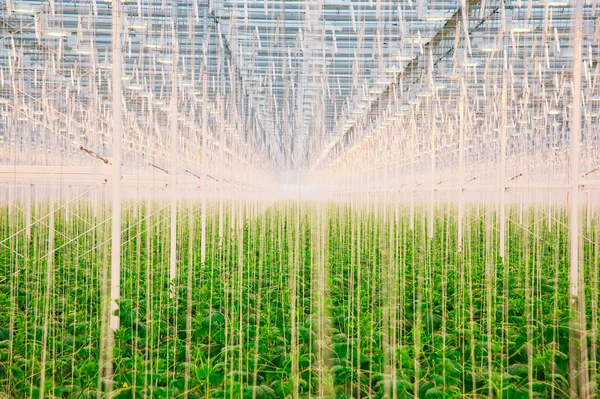 Cucumbers ripening in greenhouse — Stock Photo, Image