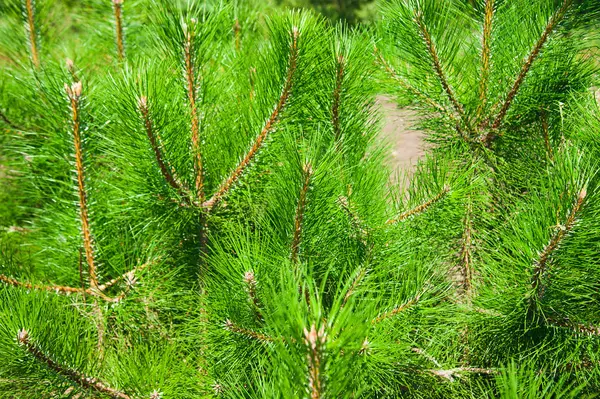 Baumschule Plantage Junger Wald Wächst — Stockfoto