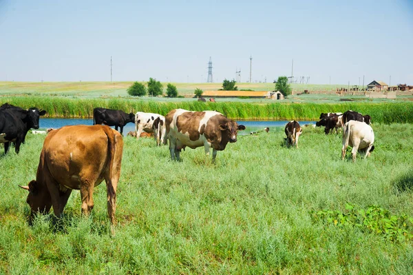Стадо коров пасущихся — стоковое фото