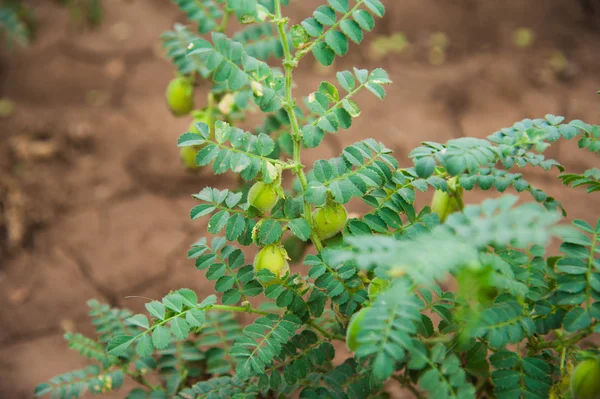 Yeşil bezelye tarlada büyüyor.