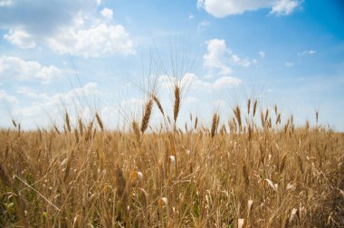 Altın buğday tarlası ve mavi gökyüzü