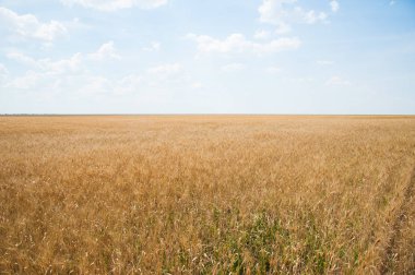 Altın buğday tarlası ve mavi gökyüzü